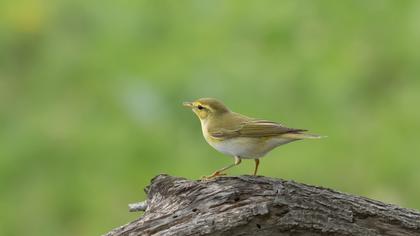 Wood Warbler