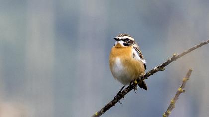 Whinchat