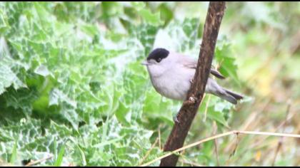 Karabaşlı ötleğen