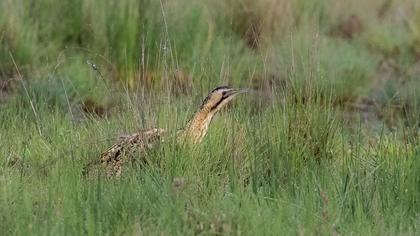 Eurasian Bittern