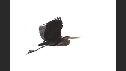 Purple Heron