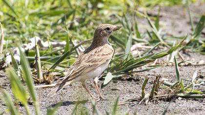 Greater Short-toed Lark