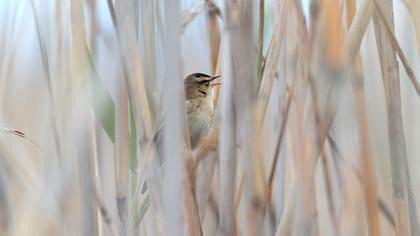Kındıra kamışçını