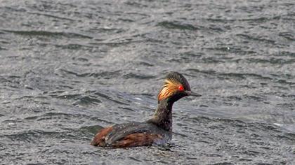 Karaboyunlu batağan