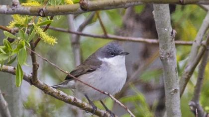 Lesser Whitethroat