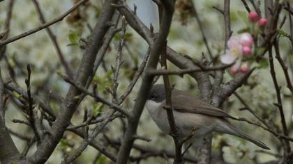Küçük akgerdanlı ötleğen
