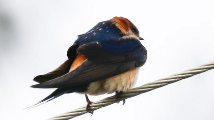 Kızıl kırlangıç