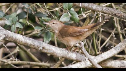 Bataklık kamışçını
