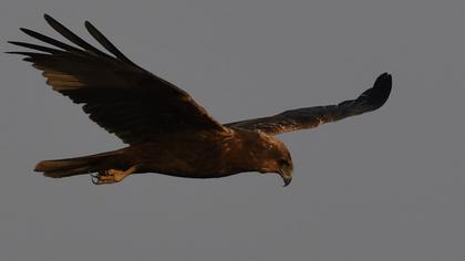 Western Marsh Harrier