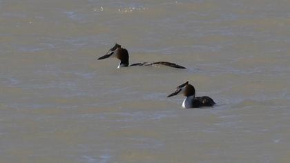 Great Crested Grebe