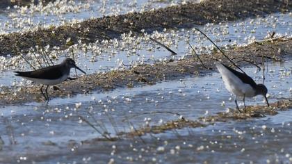 Green Sandpiper