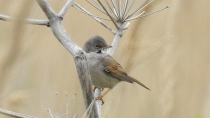 Akgerdanlı ötleğen