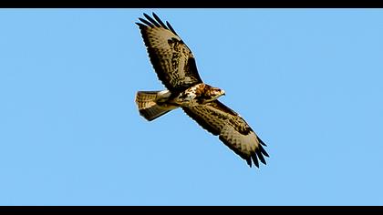Common Buzzard