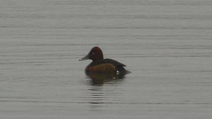 Ferruginous Duck