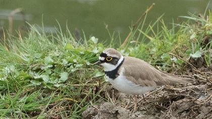 Halkalı küçük cılıbıt