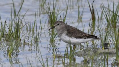 Sarıbacaklı kumkuşu