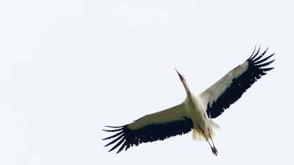 White Stork