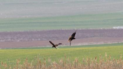 Western Marsh Harrier