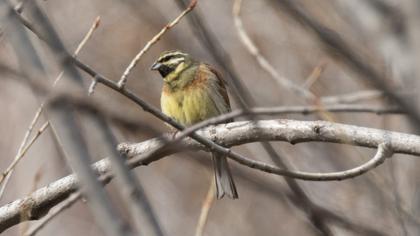 Cirl Bunting