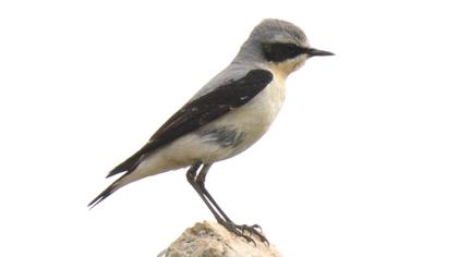 Northern Wheatear