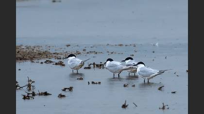 Gull-billed Tern