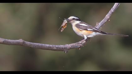 Maskeli örümcekkuşu