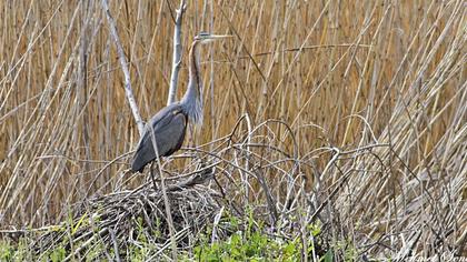 Erguvani balıkçıl