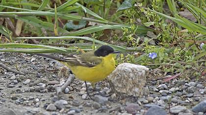 Sarı kuyruksallayan