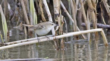 Kındıra kamışçını
