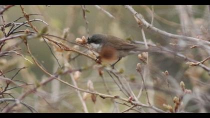 Küçük akgerdanlı ötleğen