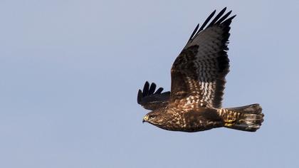 Common Buzzard