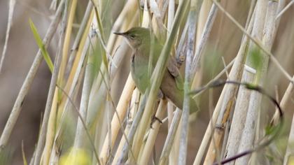Bataklık kamışçını