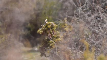Karakulaklı kuyrukkakan