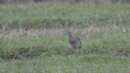 Sürmeli kervançulluğu