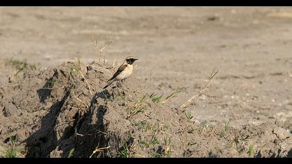 Karakulaklı kuyrukkakan