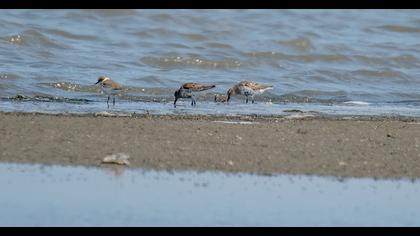 Karakarınlı kumkuşu