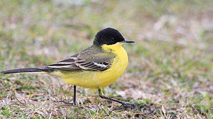 Sarı kuyruksallayan