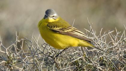 Sarı kuyruksallayan
