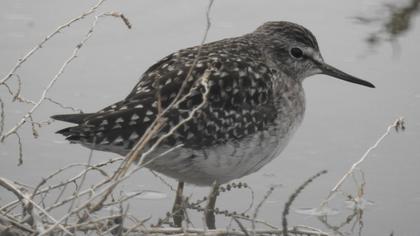 Orman düdükçünü