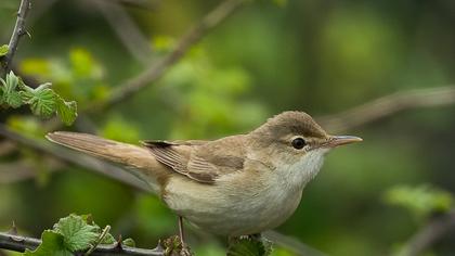 Çalı kamışçını