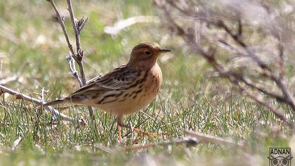 Red-throated Pipit