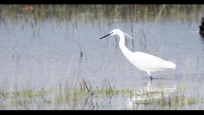 Küçük ak balıkçıl