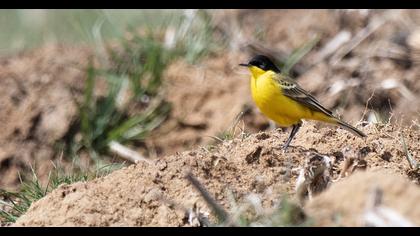 Sarı kuyruksallayan