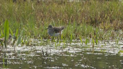 Orman düdükçünü