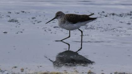 Bataklık düdükçünü