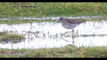 Orman düdükçünü