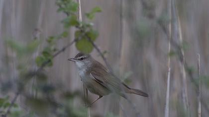 Büyük kamışçın