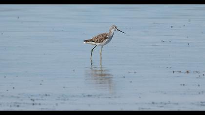 Bataklık düdükçünü