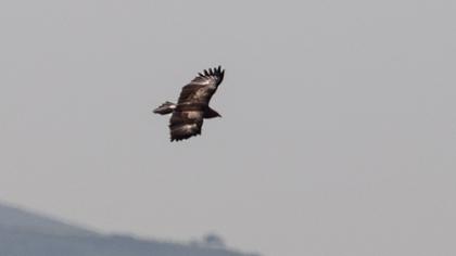 Küçük orman kartalı