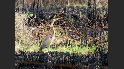 Purple Heron